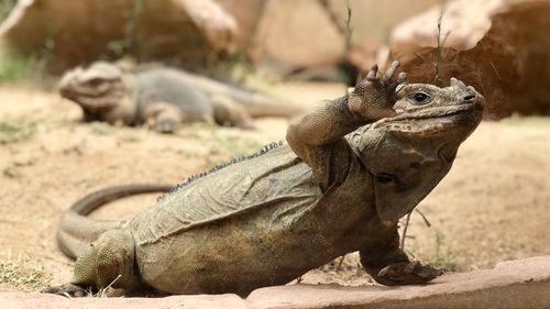 Close-up of a lizard on field waren leguan