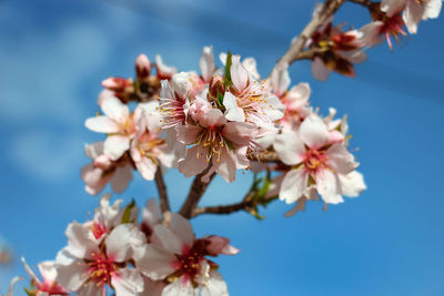 Close-up of cherry blossoms against sky