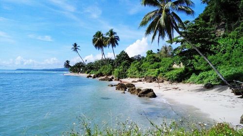 Palm trees on beach