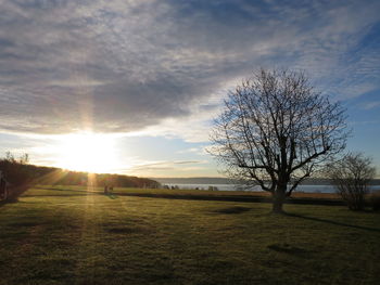 Bare trees on landscape at sunset