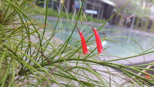 Close-up of red flower growing on field