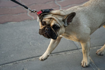 Portrait of a dog on street