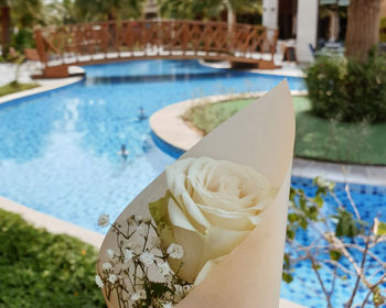 Close-up of white rose in swimming pool