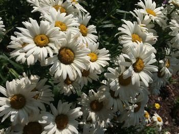 Close-up of white daisy flowers