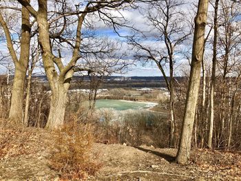 Bare trees by lake in forest