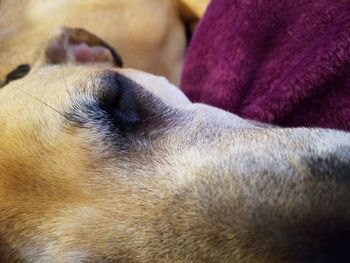 Close-up of dog sleeping