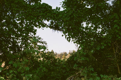 Low angle view of trees against sky