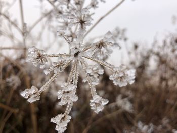 Close-up of frozen plant