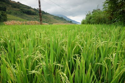 Scenic view of agricultural field against sky