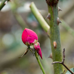 Close-up of bud against blurred background