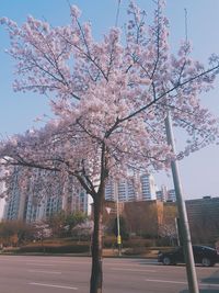 Low angle view of tree against clear sky