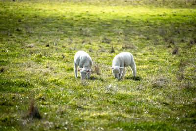 Sheep grazing on field