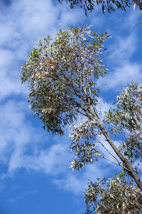 Low angle view of flowering tree against cloudy sky