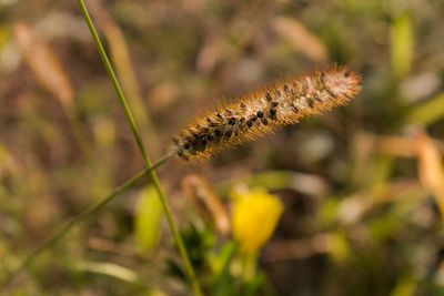 Close-up of plant against blurred background