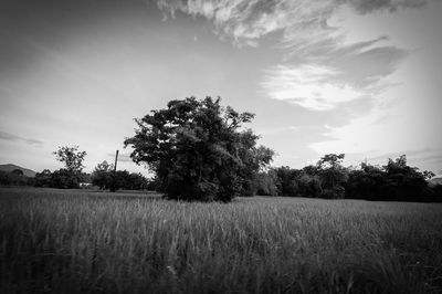 Scenic view of grassy field against sky