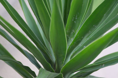 Close-up of succulent plant