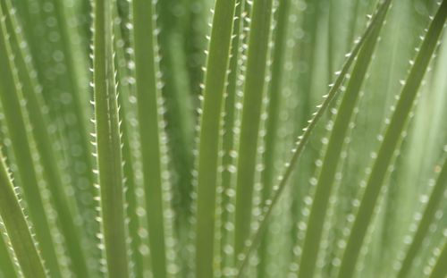 Full frame shot of plant