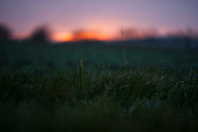 Close-up of grass on field against sky