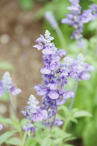 Close-up of lavender blooming outdoors