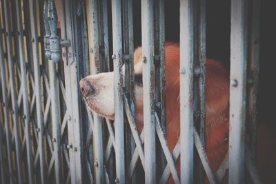 Close-up of dog in cage