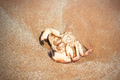 High angle view of dead crab on sand at beach