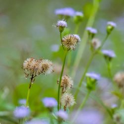 Close-up of purple flowering plant on land