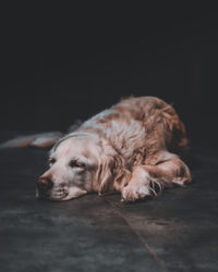 Close-up of dog sleeping