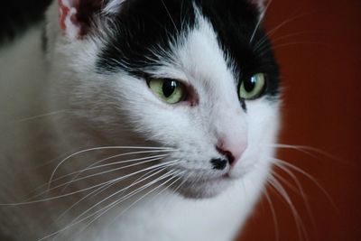 Close-up portrait of a black and white cat