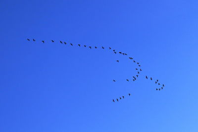 Low angle view of birds flying in the sky