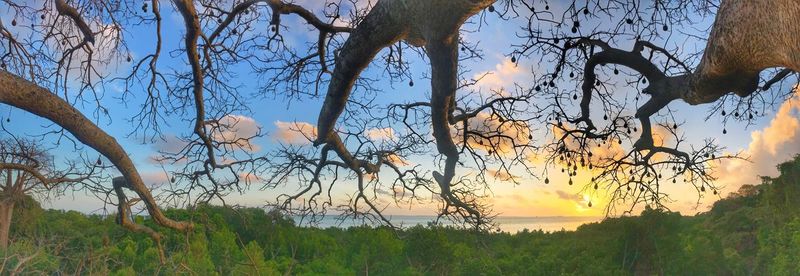 Scenic view of trees against sky during sunset