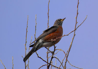 Low angle view of bird perching on branch against blue sky