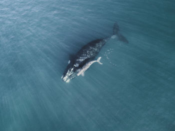 High angle view of whale swimming in sea