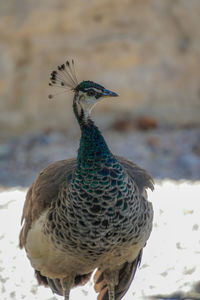 Close-up of bird