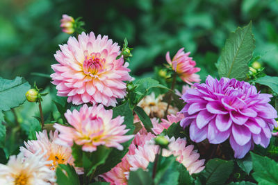 Close-up of pink flowering plants