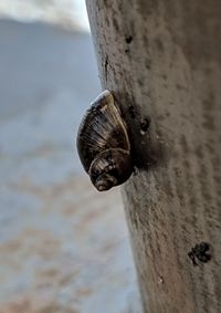 Close-up of snail on wood