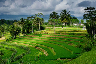 Scenic view of agricultural field against sky