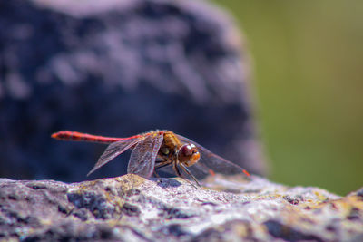 Close-up of insect on rock