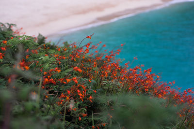 Close-up of plants against sea