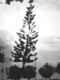 Low angle view of trees against sky