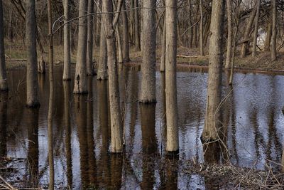 Bare trees in forest