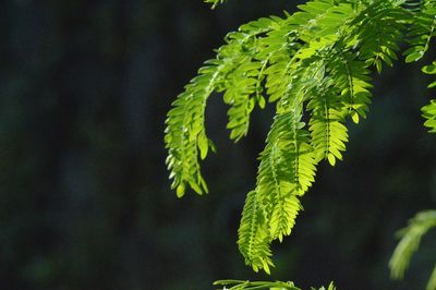 Close-up of green leaves on tree