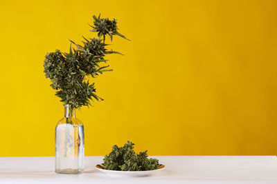 Bouquet of marijuana in pot vase with buds of weed on yellow background