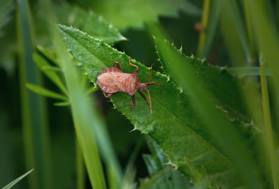 Close-up of spider on plant