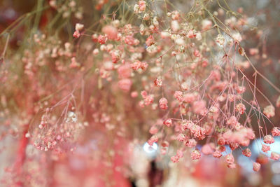 Close-up of pink cherry blossoms in spring