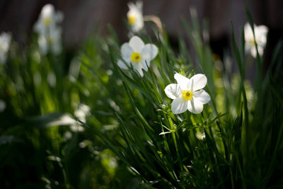 Close-up of white flowering plant on field