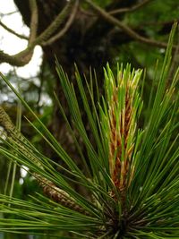 Close-up of plant