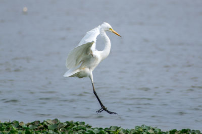 Bird landing on a lake