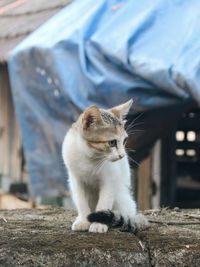 Portrait of cat