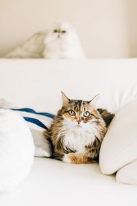 Portrait of cat relaxing on bed at home