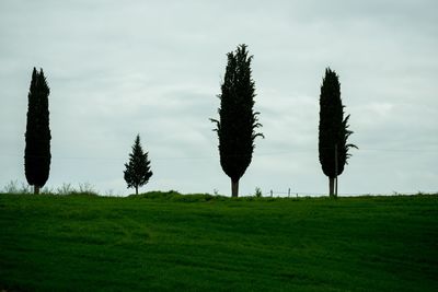 Trees on grassy field